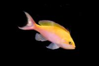 picture of Thompson's Fairy Bass Med                                                                            Pseudanthias bicolor